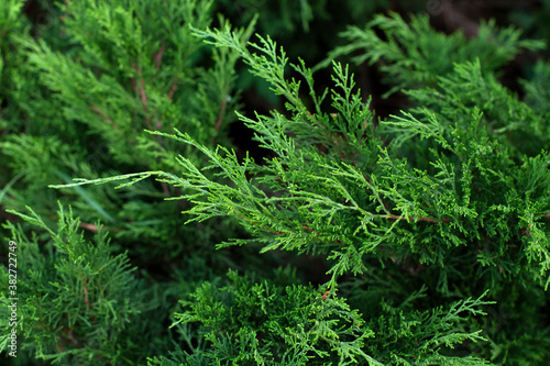 Closeup fresh green christmas leaves  branches of thuja trees on green background. Thuya twig occidentalis  evergreen coniferous tree. Chinese thuja.
