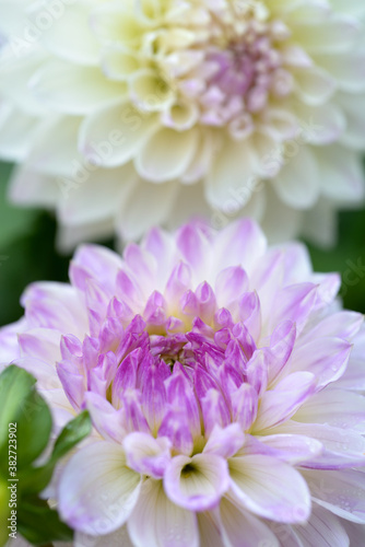 Decorative Dahlia close-up lilac white