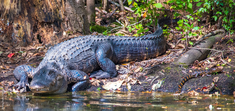 Obraz premium Alligator on the Canal