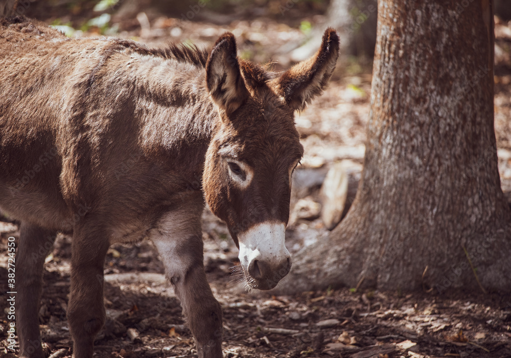 Donkey and the Pig