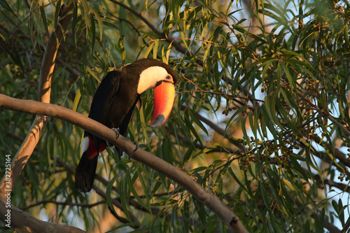 toco toucan (Ramphastos toco),  Calilegua jujuy- Argentina photo