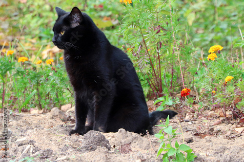 Beautiful black cat sit on the ground