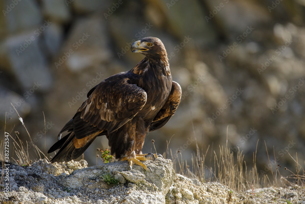 Portrait of golden eagle, Aquila chrysaetos, perched on rock. Majestic bird with sharp hooked beak in beautiful nature. Hunting eagle in mountains. Habitat Europe, Asia, North America. Portrait of golden eagle, Aquila chrysaetos, perched on rock. Majestic bird with sharp hooked beak in beautiful nature. Hunting eagle in mountains. Habitat Europe, Asia, North America.