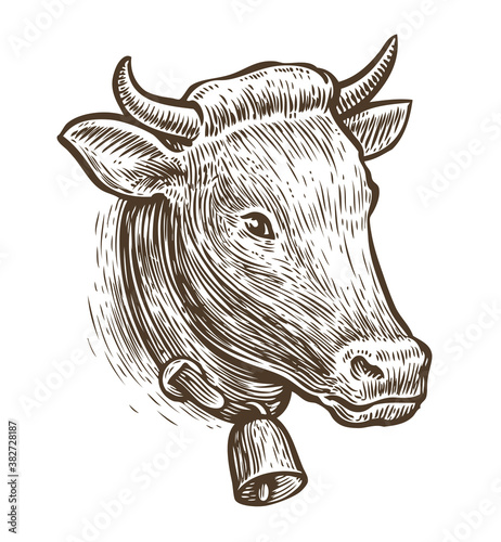 Cow sketch. Hand drawn farm animal vintage vector illustration