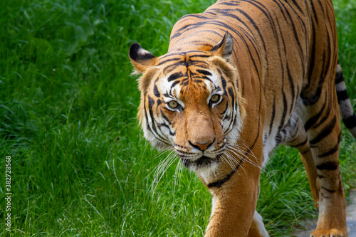  adult male big tiger on a walk in nature in the park on the green grass in nature