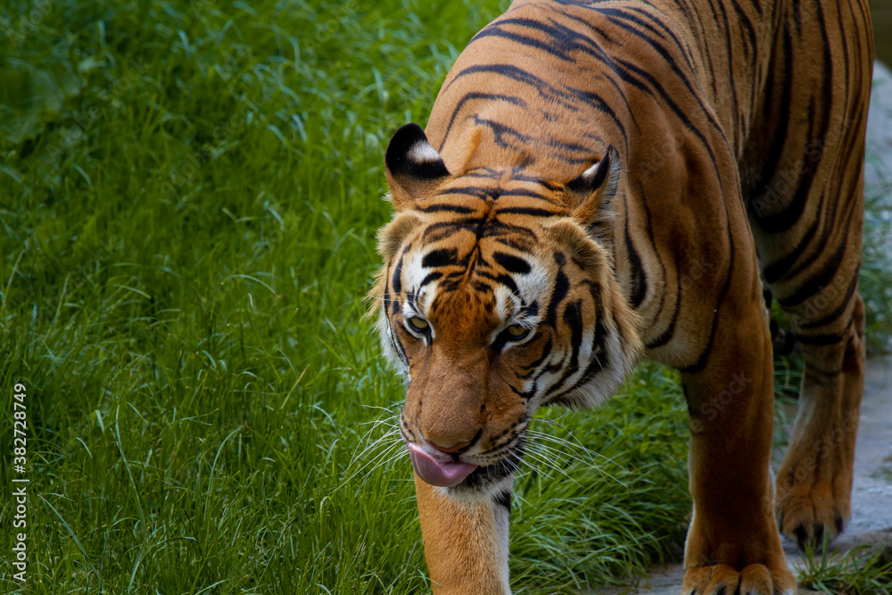 Obraz premium adult male big tiger on a walk in nature in the park on the green grass in nature