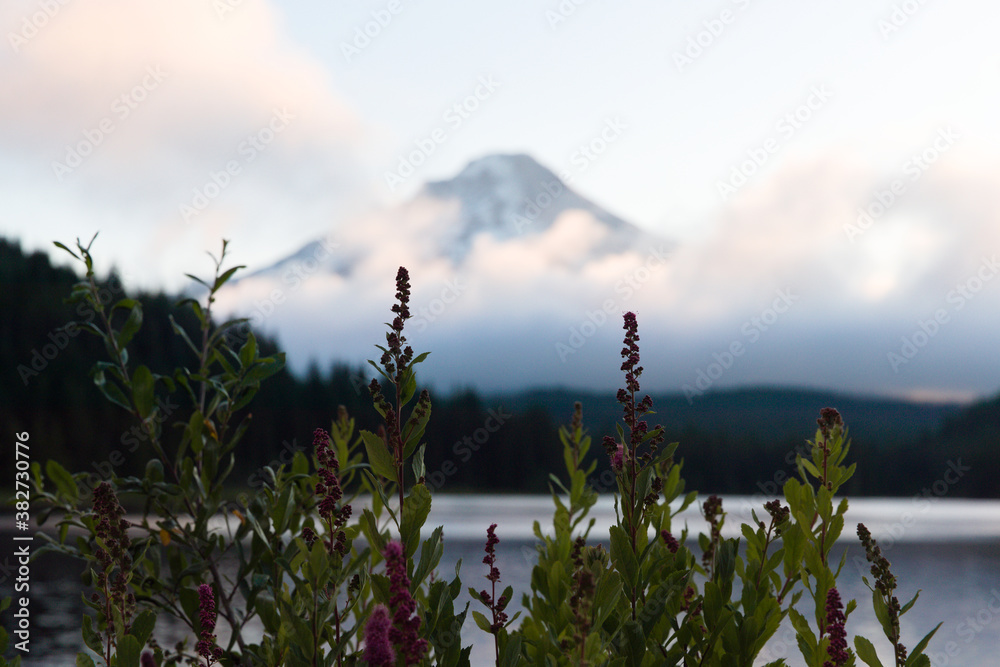 Flower Along Trillium Lake in the MT. Hood Wilderness