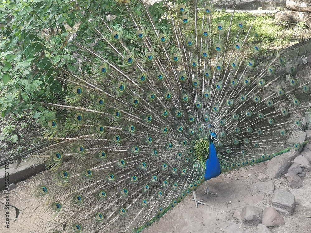 Obraz premium peacock with feathers