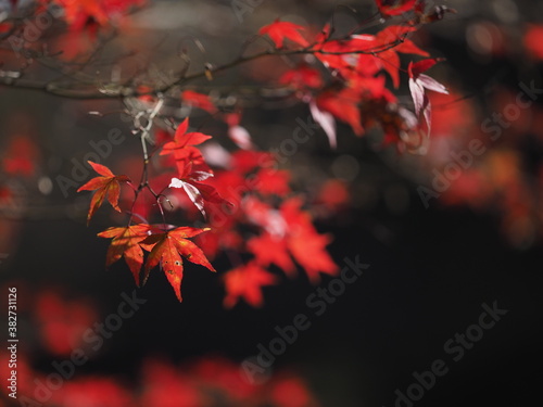 autumn maple leaf