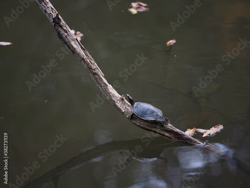 turtle