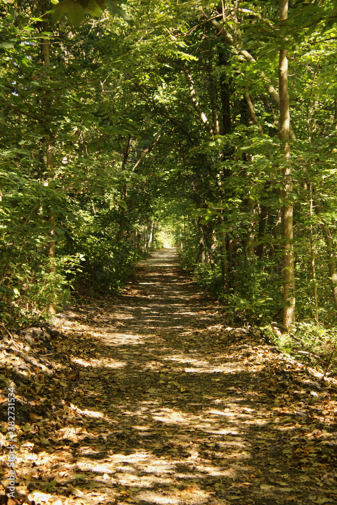 Fototapeta premium Path
