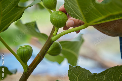 Taking care of the fruit on the fig tree