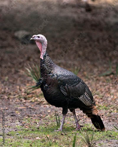 Wild turkey stock photos. Wild turkey close up with a blur background enjoying its environment and habitat displaying multi colour feather plumage, beak, eyes. legs, tail. Image. Picture. Portrait.