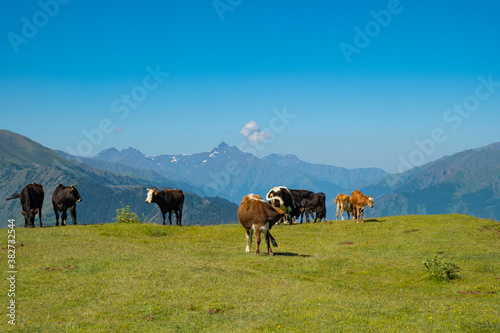 Cows grazing on Alpine meadows on the background of a mountainous landscape. On a Sunny summer day. The concept of eco-friendly products  © margo1778