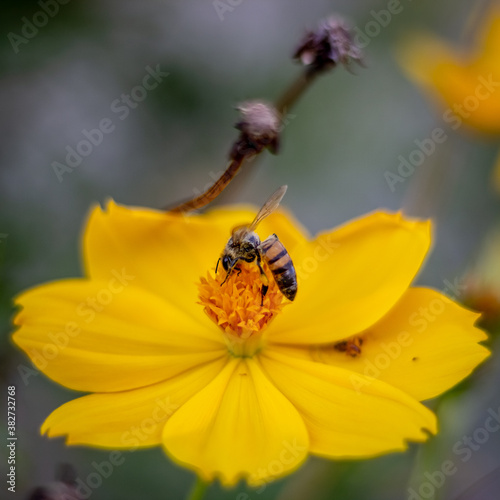 bee on yellow flower © ric