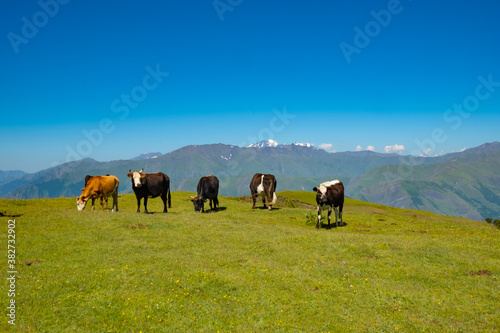 Cows grazing on Alpine meadows on the background of a mountainous landscape. On a Sunny summer day. The concept of eco-friendly products  © margo1778