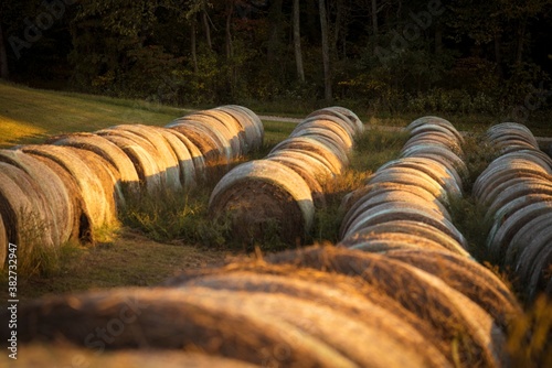 This serene image shows large rows of rolls of hay in rural landscape, glowing in sunset sun.