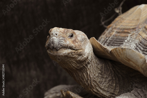 Turtle © Tatiana