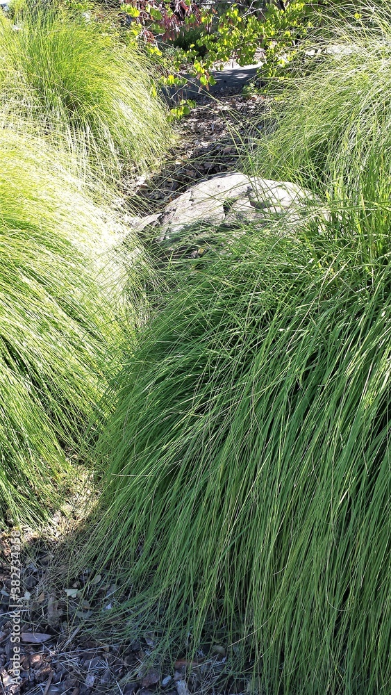Fototapeta premium grass in the garden