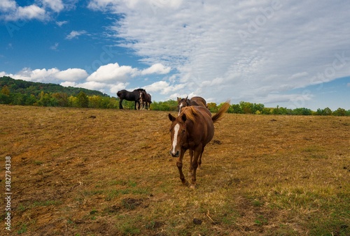 horse, horses, animal, animals, pasture, meadow, field, agriculture, farm, farmer, remote, rural, countryside, sky, clouds, nature, outside, outdoors, pony, colt, grazing, wild animal, wildlife, stabl