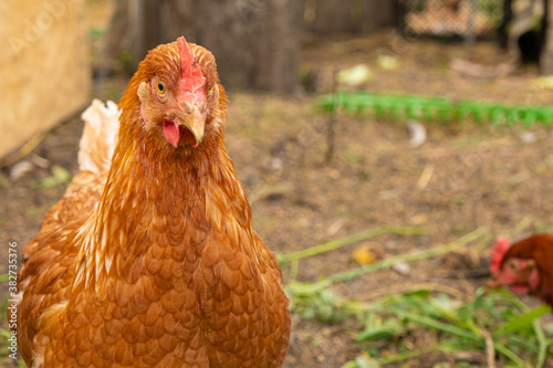 Red laying hens on a private farm. Close-up portrait. The concept of eco-friendly food.