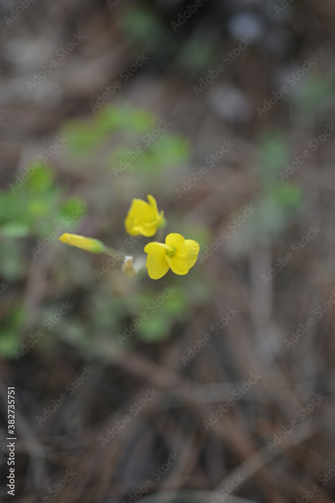 Yellow flowers met in the mountains 산에서 만난 노란꽃 Yellow flowers met in the mountains 산에서 만난 노란꽃