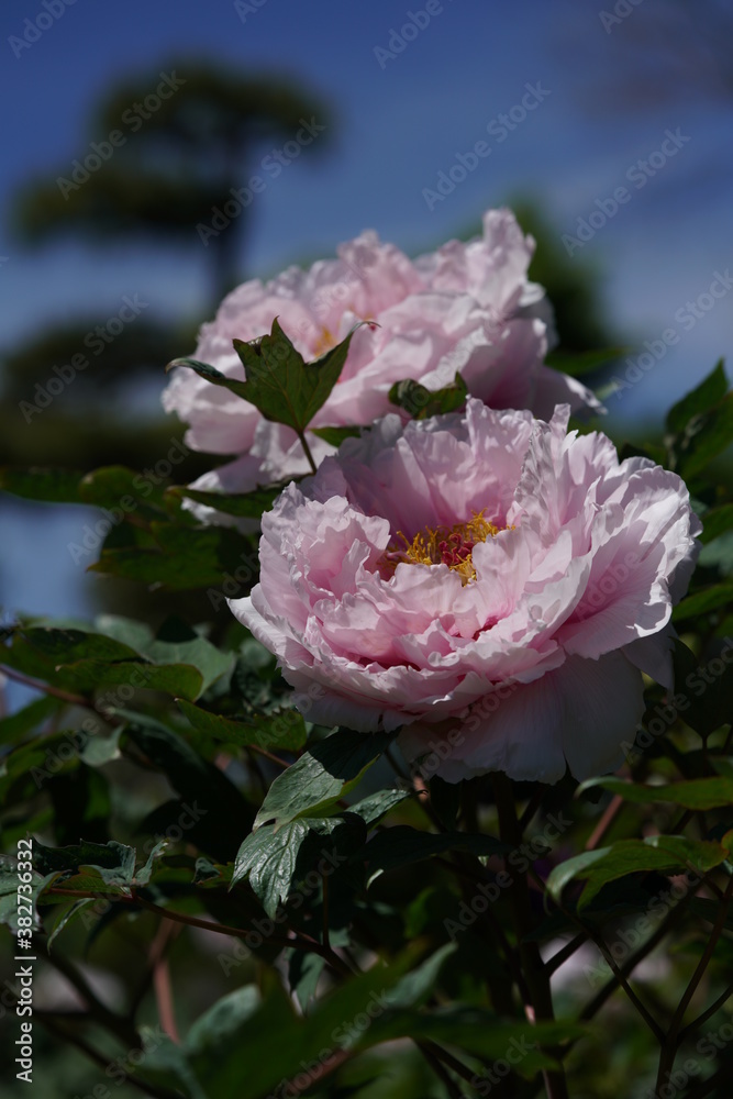 Faint Pink Flower of Peony in Full Bloom
Faint Pink Flower of Peony in Full Bloom