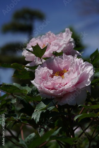 Faint Pink Flower of Peony in Full Bloom 