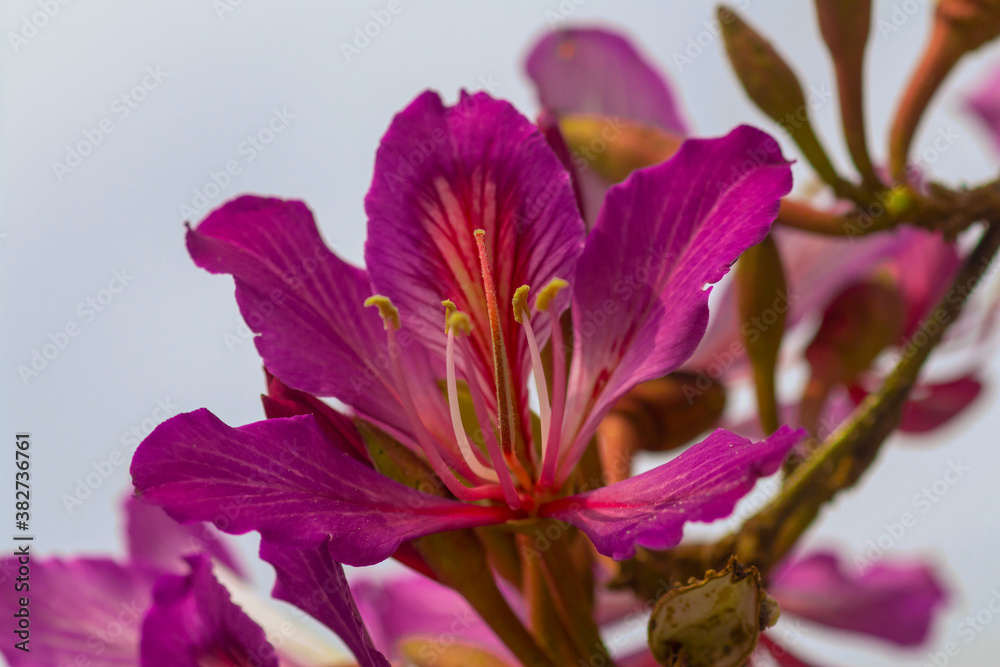 Bauhinia purpurea. Brazilian orchid tree. Pezuña de vaca. Pata de vaca ...