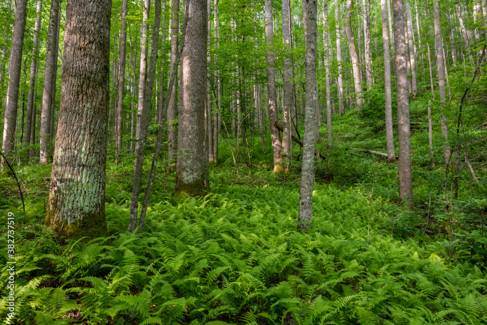 Fototapeta premium Ferns Carpet Forest Floor