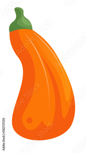 Thin oblong cartoon orange pumpkin for happy halloween and thanksgiving day vector illustration isolated on white background
