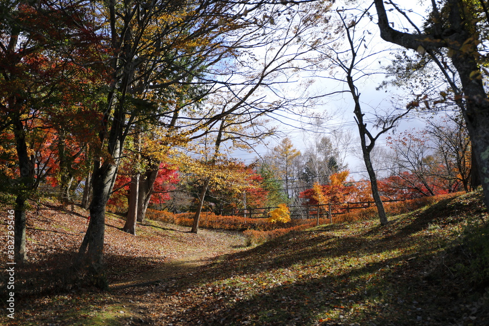 Fototapeta premium 山中湖の紅葉風景