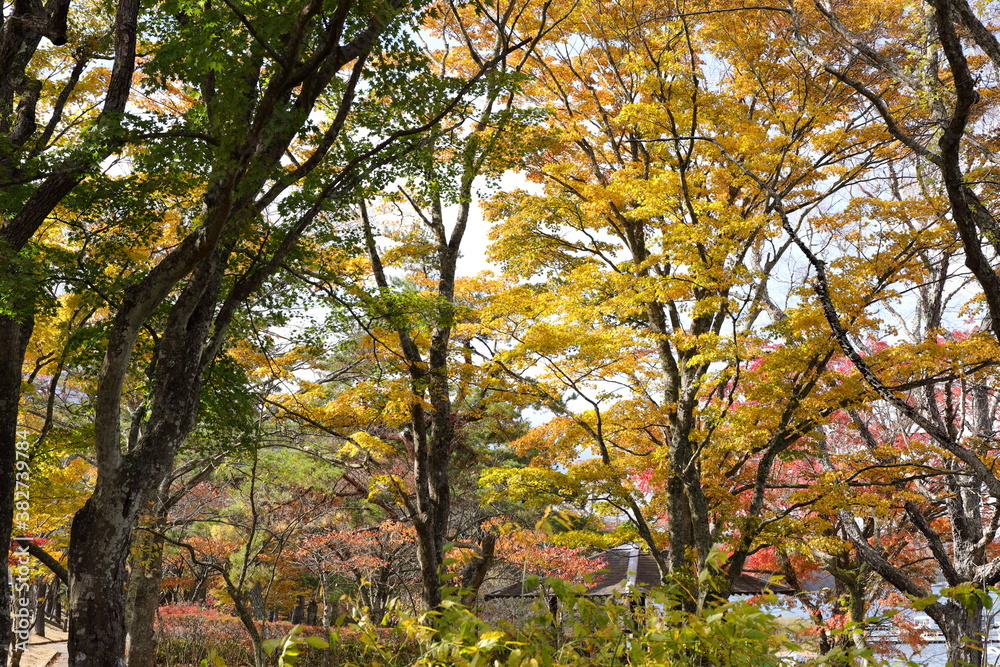 山中湖の紅葉風景