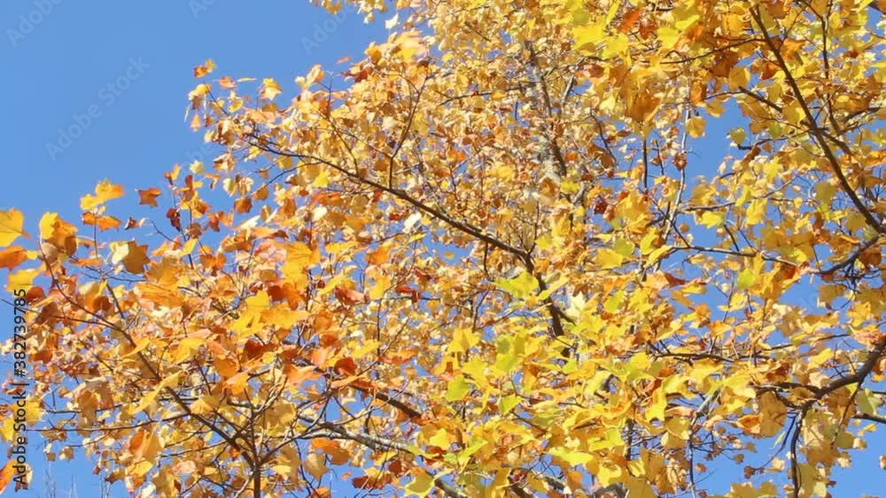 ユリノキの紅葉 ユリノキの紅葉
