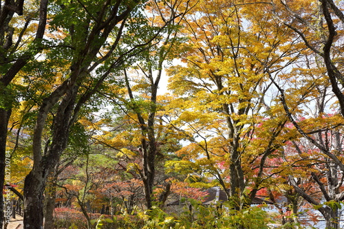 山中湖の紅葉風景