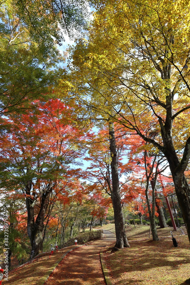 山中湖の紅葉風景