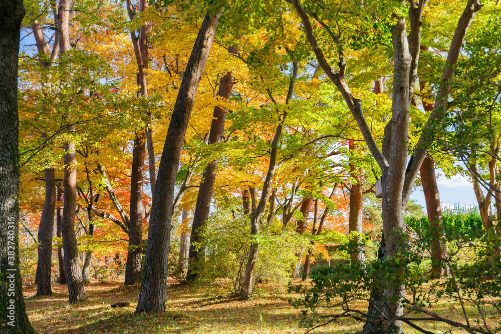 日本の秋の風景 日本の秋の風景