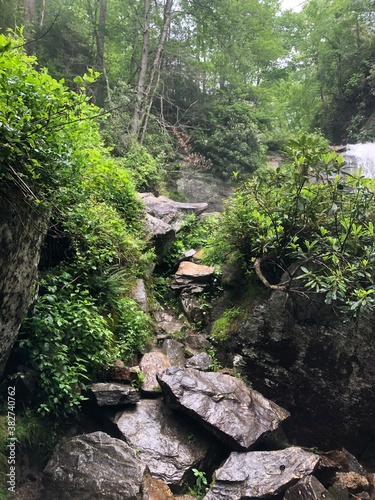 stream in the forest