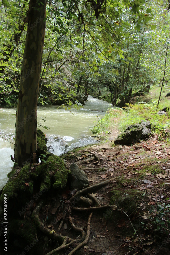 Fototapeta premium Rio en medio del bosque