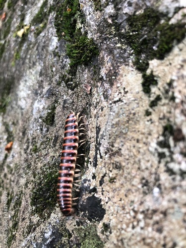 caterpillar on a branch