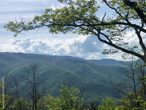 trees in the mountains