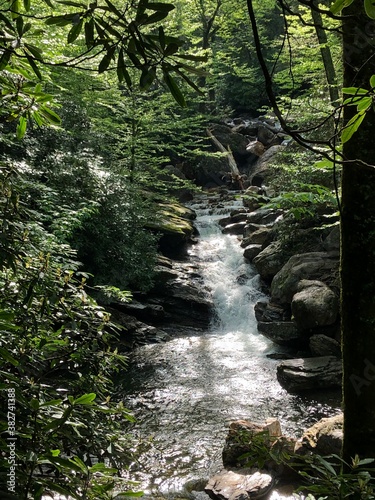 stream in the forest