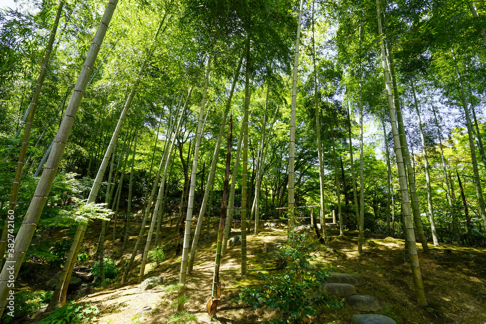 Obraz premium 常寂光寺の竹林