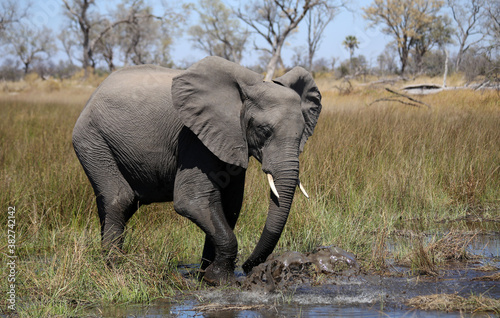 Elephants (Loxodonta africana) - Okavango Delta in Botswana. 