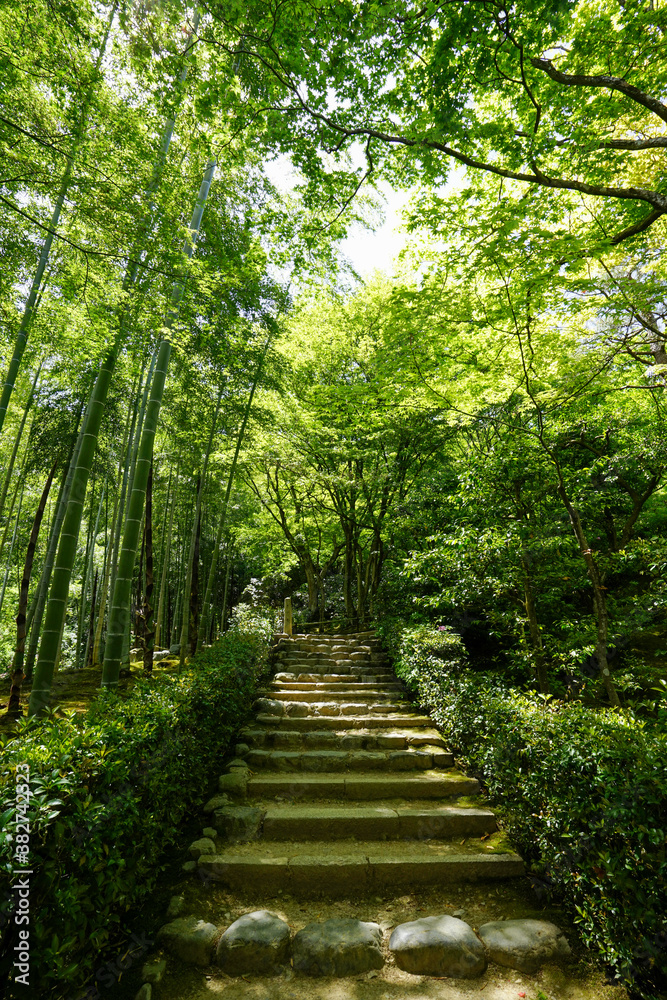 Obraz premium 初夏を迎えた常寂光寺の境内風景