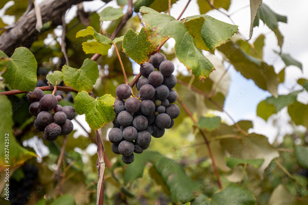 Purple concord grapes growing in the yard close up