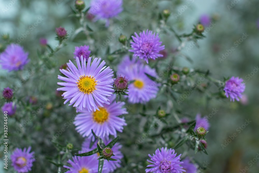 September flower Aster virginiana at back yard garden
