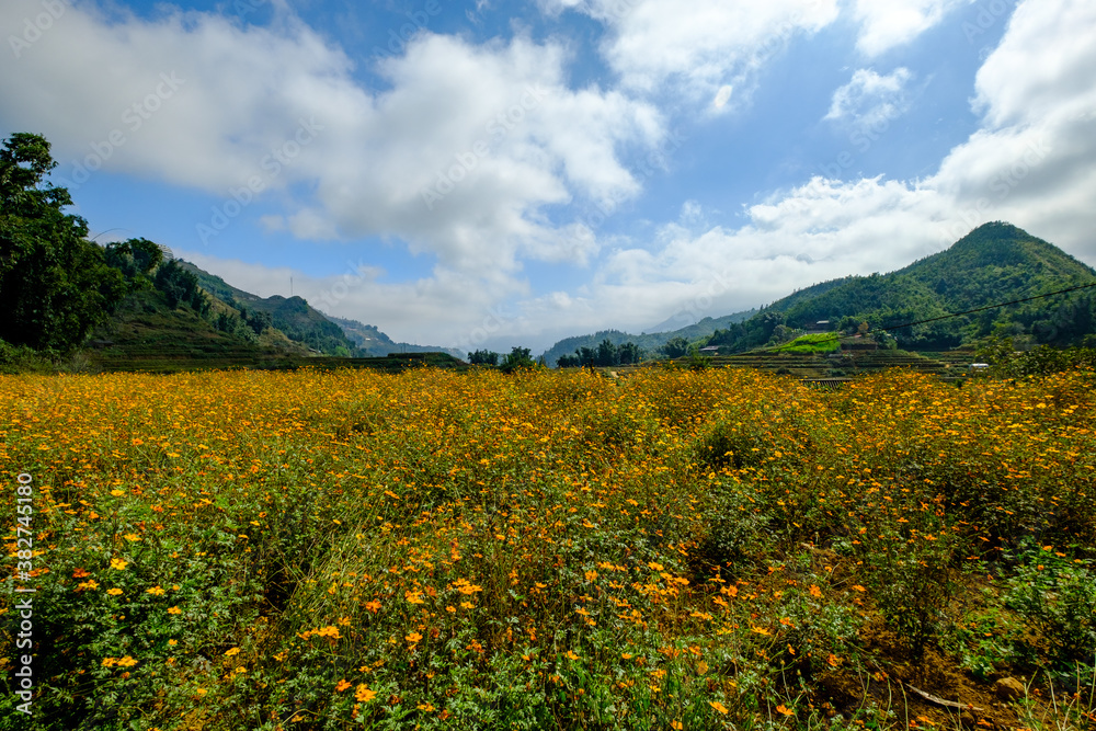 A field of brightly shining orange flowers on a sunny day in the indigenous village of Cat Cat in Vietnam