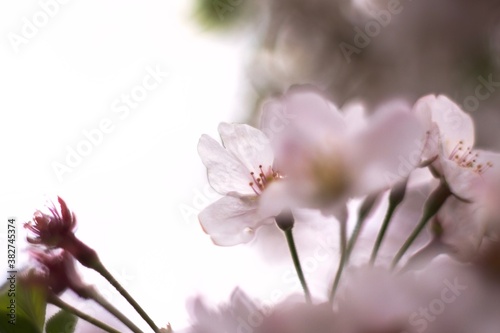 春桜