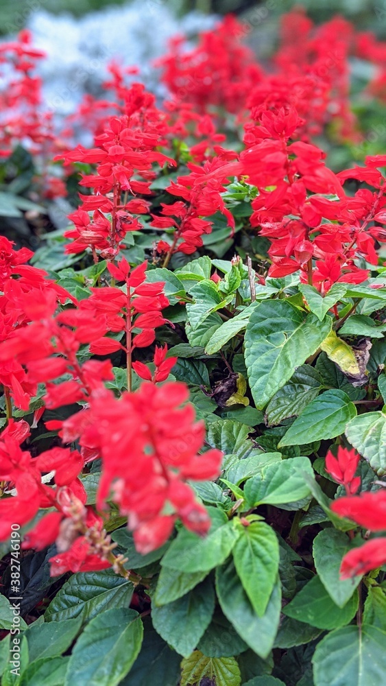 red flower and green leaves red flower and green leaves